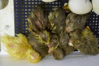 Yumurta ducklings misk ördek bir kuluçka çıkım.