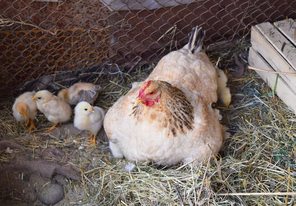 Pollo Madre Con Polli Pollame Nel Pollaio Individuale — Foto Stock