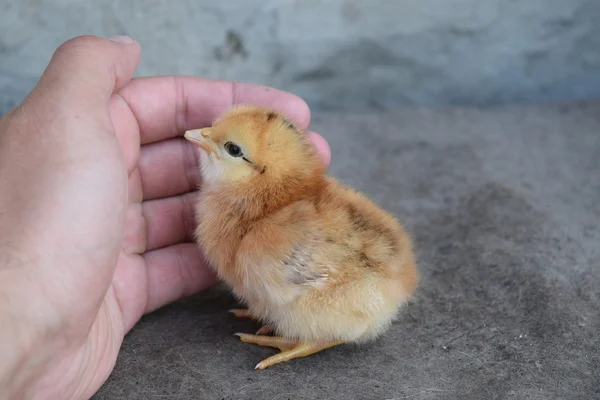 Frango Uma Palma Cultivo Galinhas Domésticas — Fotografia de Stock