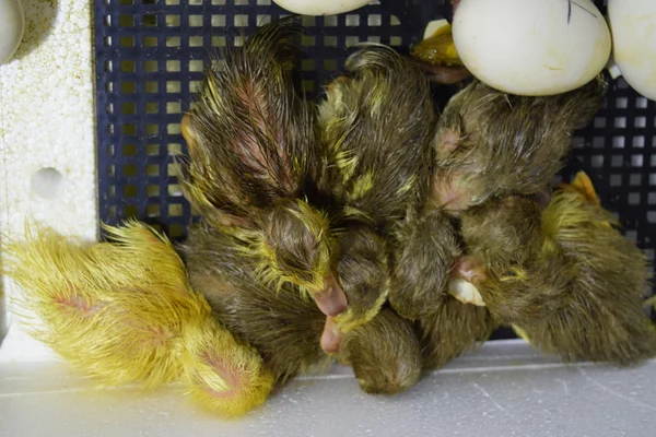 Hatching of eggs  ducklings  of a musky duck in an incubator. Stock Picture