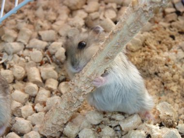 Kafesteki Hamster