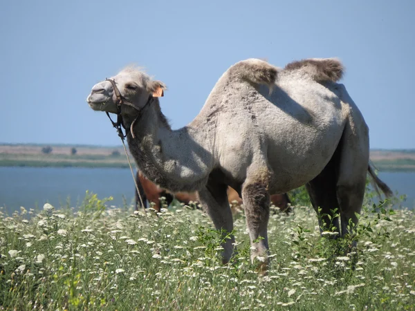 Camel op een weiland — Stockfoto