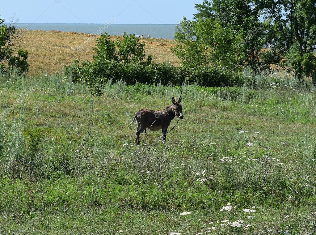 depositphotos_85708870-stock-photo-little-burro-donkey-grazed-meadow.jpg