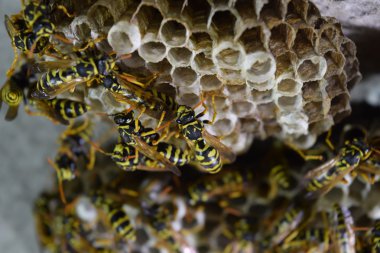 Yaban arıları polist. Yakın çekim alınır eşekarısı bir ailenin yuva.