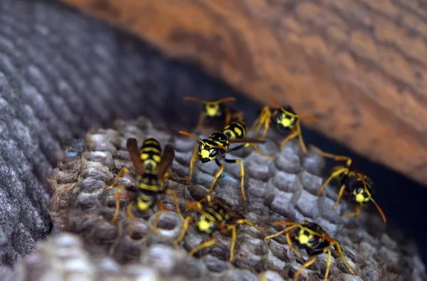 Hornets ninho sob um telhado — Fotografia de Stock