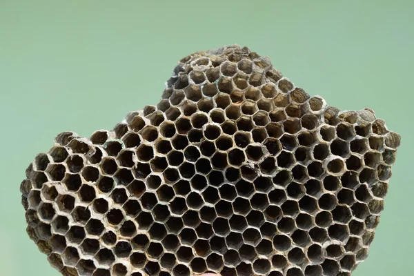 Los avispones anidan bajo un techo —  Fotos de Stock