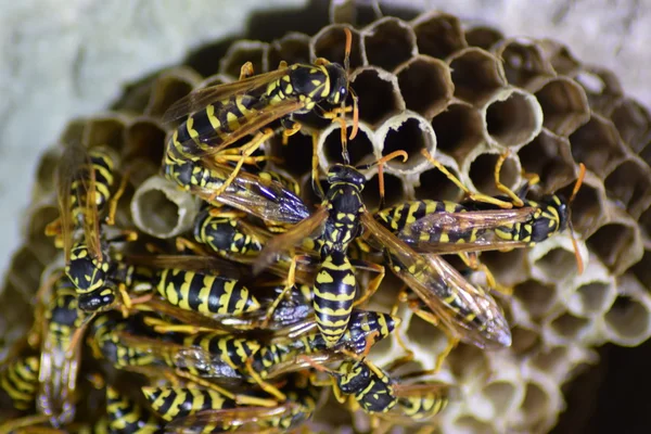 I calabroni nidificano sotto un tetto — Foto Stock