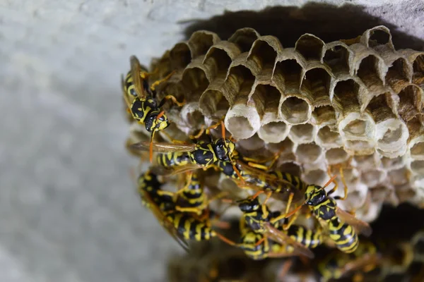 Wespen Polieren Das Nest Einer Wespenfamilie Das Aus Der Nähe — Stockfoto