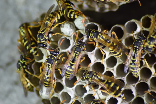 Hornets bir çatı altında iç içe — Stok fotoğraf