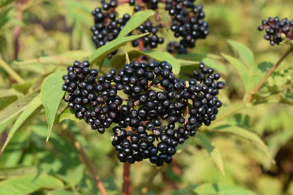 Holunderbeeren Reifung Der Beeren Einer Giftigen Pflanze — Stockfoto