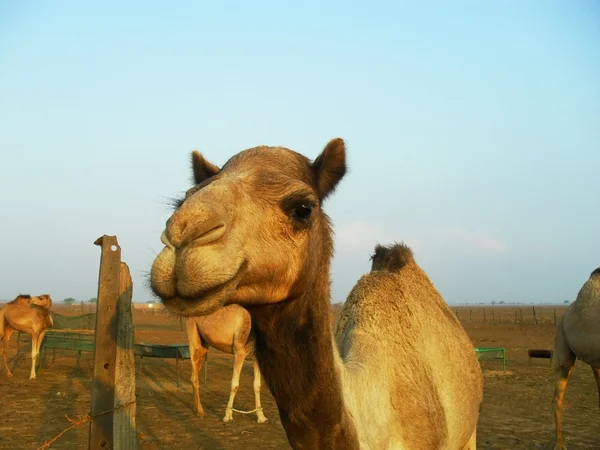 Cammelli nel deserto — Foto Stock