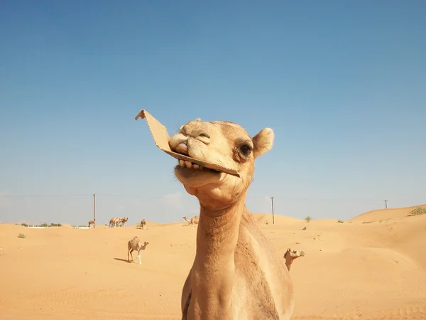 Kamelen in de woestijn — Stockfoto