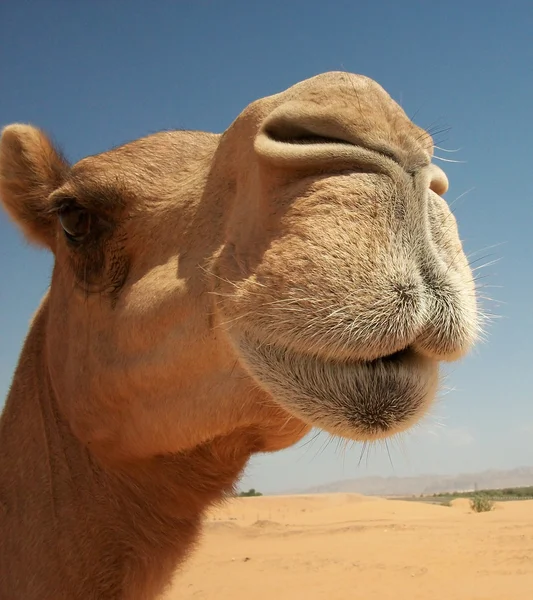 Camels in the desert