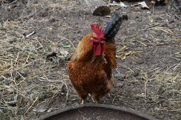 Galo. Proprietário de um estaleiro de aves . — Fotografia de Stock