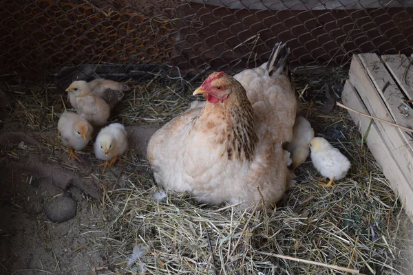 鶏と鶏の母 の鶏小屋の家禽 — ストック写真