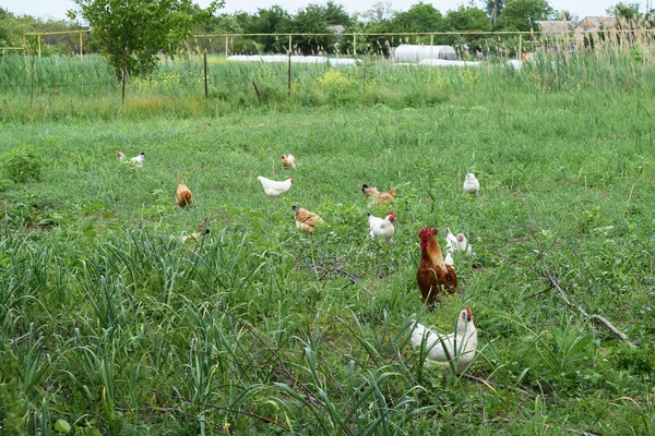 キッチン ガーデンを歩いて鶏. — ストック写真
