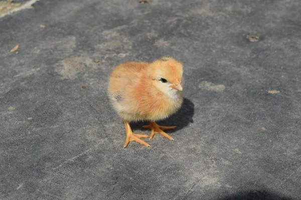 Daily chicken. Maintenance of poultry. — Stock Photo, Image