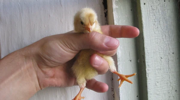 Frango em uma palma — Fotografia de Stock