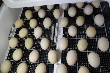Kuluçka tavuk, ördek yavrusu ve kazların bir sonuç için. Cihazları için bir ev için. Bir kuluçka makinesine yalan Misk ördek yumurta.