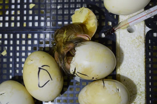 Εκκόλαψη Των Αυγών Του Παπάκια Μοσχοβολιστή Πάπιας Στον Επωαστή Καλλιέργεια — Φωτογραφία Αρχείου