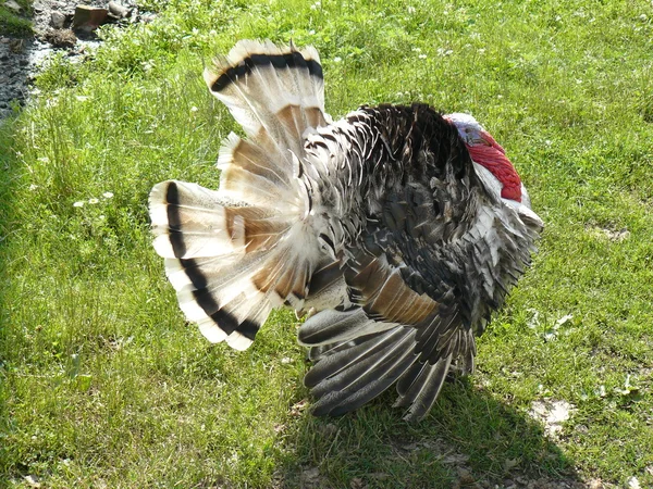 Male of a turkey — Stock Photo, Image