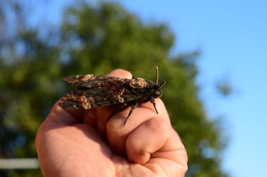 Ölü kafa. Brazhnik ailesine ait büyük büyük kelebek. Gece böcek.