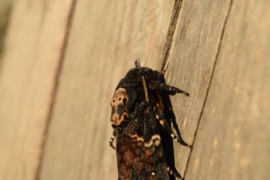 Ölü kafa. Brazhnik ailesine ait büyük büyük kelebek. Gece böcek.