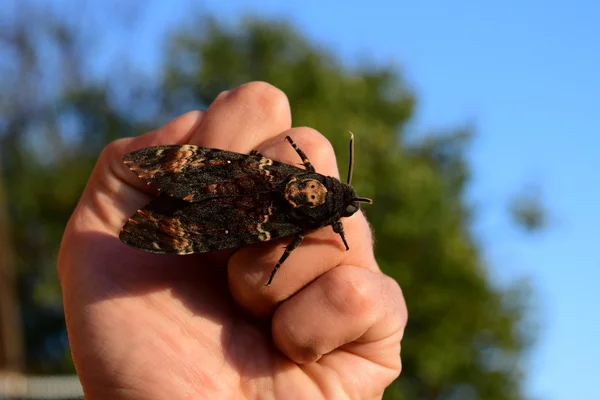 Dead Head Large Massive Butterfly Belonging Family Brazhnik Night Insect — Stock Photo, Image