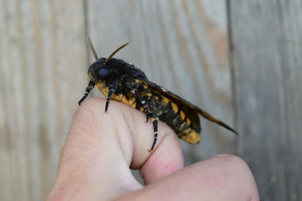 Capul Mort Marele Fluture Masiv Aparţinând Familiei Lui Brazhnik Insectă — Fotografie, imagine de stoc