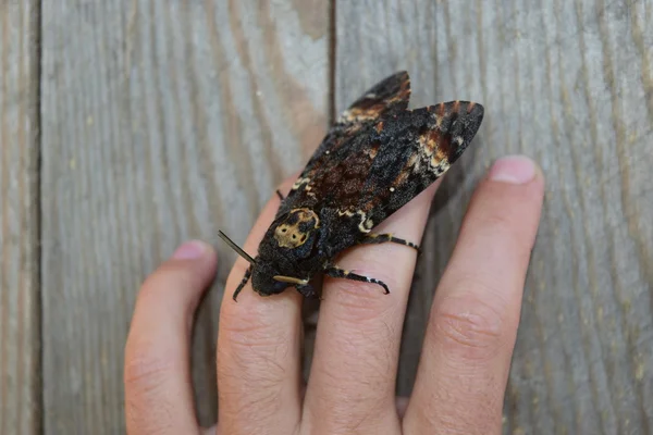 Toter Kopf Der Große Wuchtige Schmetterling Der Zur Familie Braschnik — Stockfoto