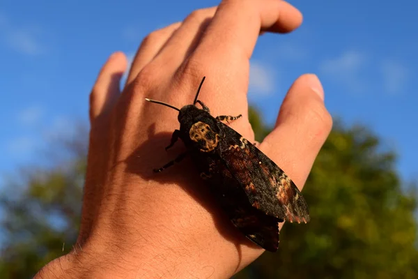 Capul Mort Marele Fluture Masiv Aparţinând Familiei Lui Brazhnik Insectă — Fotografie, imagine de stoc