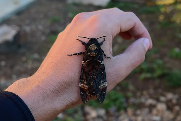 Mrtvý Hlavu Velké Masivní Motýl Patřící Rodiny Brazhnik Noční Hmyz — Stock fotografie