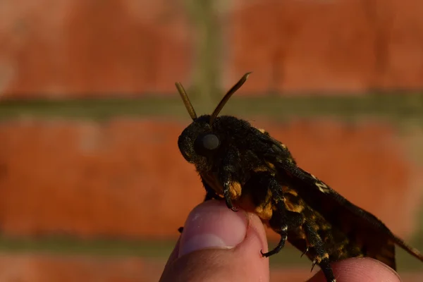 Capul Mort Marele Fluture Masiv Aparţinând Familiei Lui Brazhnik Insectă — Fotografie, imagine de stoc