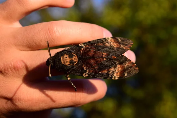 Capul Mort Marele Fluture Masiv Aparţinând Familiei Lui Brazhnik Insectă — Fotografie, imagine de stoc