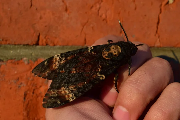 Dead Head Large Massive Butterfly Belonging Family Brazhnik Night Insect — Stock Photo, Image