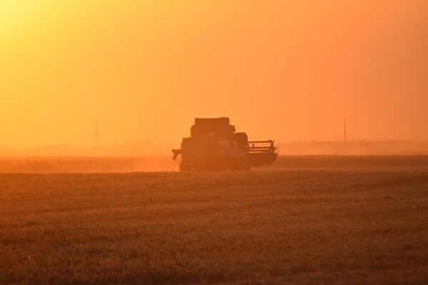 Harvesting by combines at sunset.