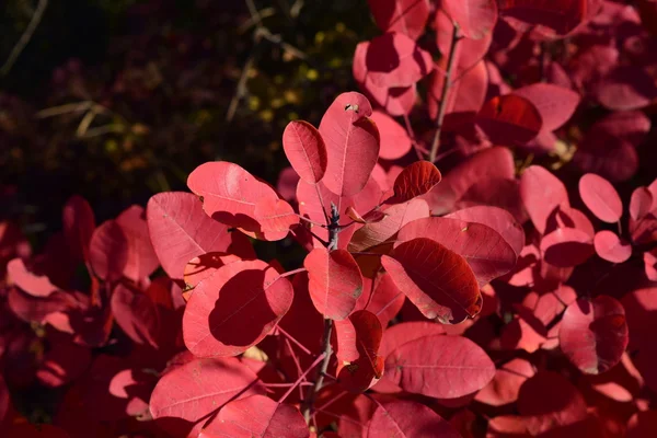 Couleur Rouge Automne Des Feuilles Cotinus Coggygria Peintures Chute — Photo