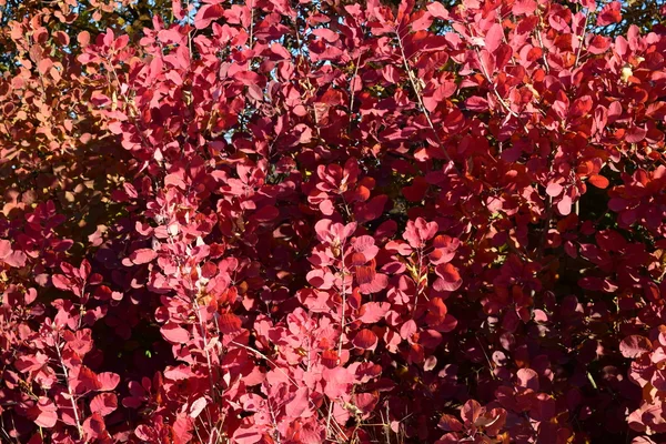 Осенний Красный Цвет Листьев Котинуса Коггигрия Краски Падения — стоковое фото