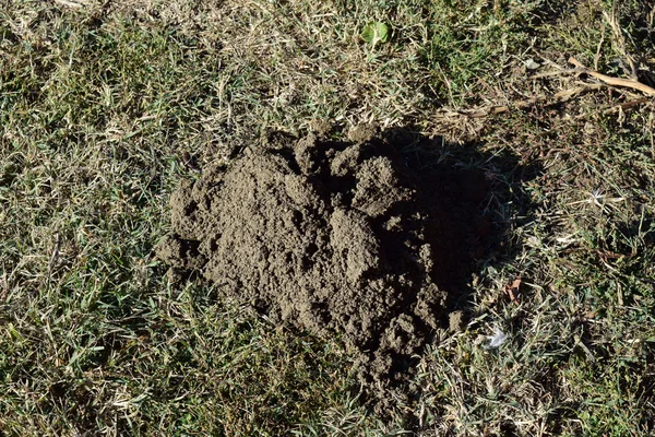 Hillock Terra Cavada Por Uma Toupeira Actividade Dos Animais Subterrâneos — Fotografia de Stock