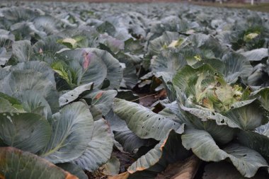 Lahana alan. Açık bir lahana tarımı alanında yer. Ay Temmuz, lahana hala gençken.