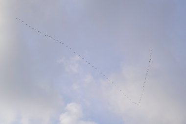 Güneye uçan kaz arasına bir şey koy. Kuşların mevsimlik göçler