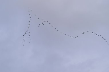 Güneye uçtuğu bir kaz kama