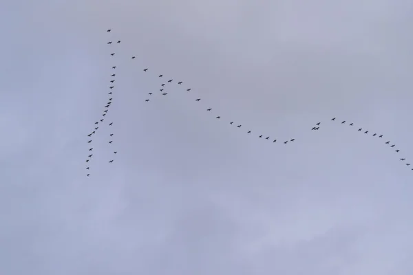 Wedge a geese flying to the south — Stock Photo, Image