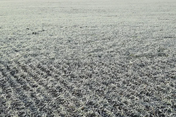 Campo Trigo Invierno Hoarfrost Sobre Follaje Los Retoños Del Trigo — Foto de Stock