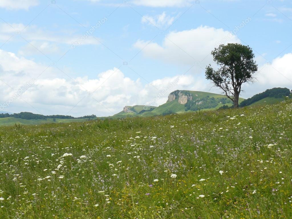 The blossoming meadows on slopes of hills.