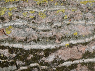 Kavak kabuk arka plan