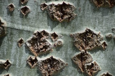 Kavak kabuk kökenli. Bir ağaç kabuğu dokusu.