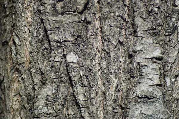 Hintergrund Aus Pappelrinde Textur Der Rinde Eines Baumes — Stockfoto