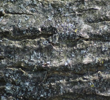 Kavak kabuk kökenli. Bir ağaç kabuğu dokusu.