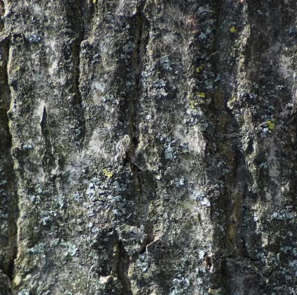 Background Poplar Bark Texture Bark Tree — Stock Photo, Image